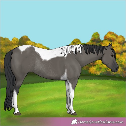 Horse Color:Grullo Tobiano Rabicano 