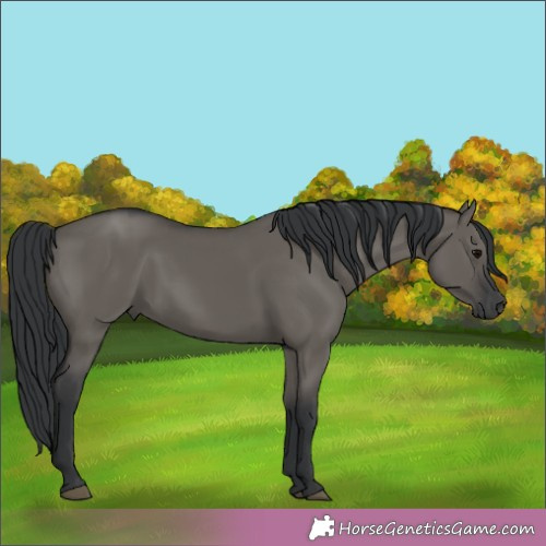Horse Color:Grullo 