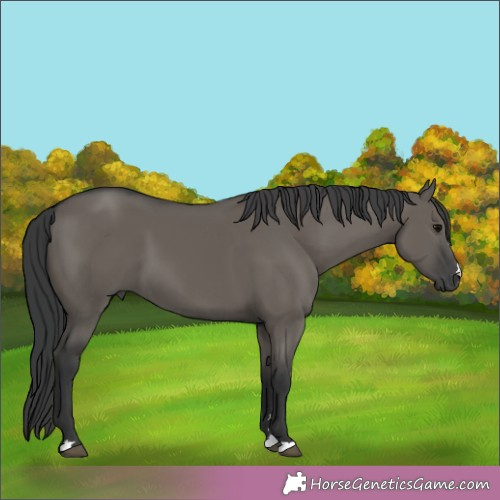 Horse Color:Grullo