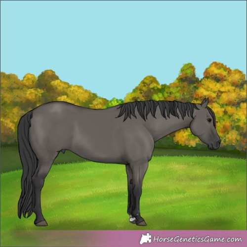 Horse Color:Grullo 