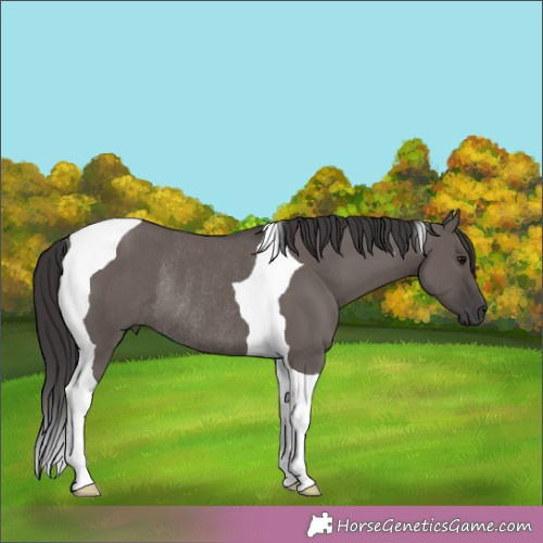 Horse Color:Smoky Grullo Tobiano Rabicano 