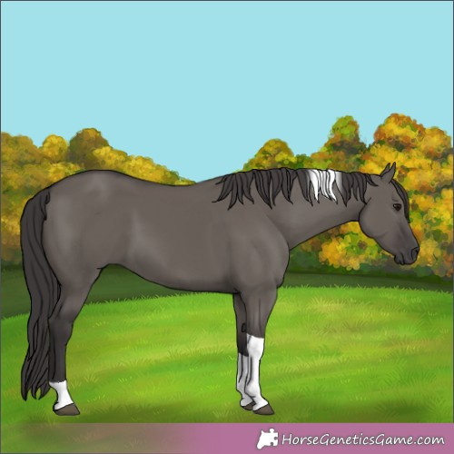 Horse Color:Smoky Grullo Tobiano Rabicano 