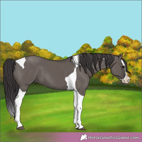 Horse Color:Smoky Grullo Splash Tobiano 