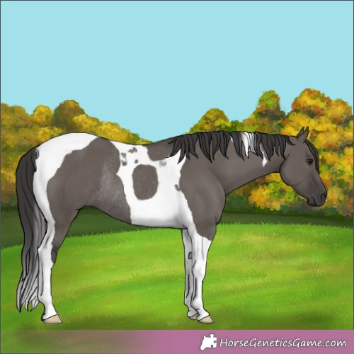 Horse Color:Smoky Grullo Tobiano Rabicano 
