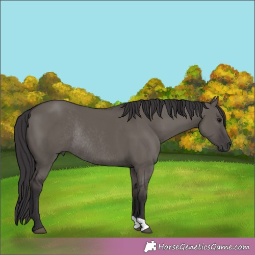 Horse Color:Smoky Grullo Rabicano 