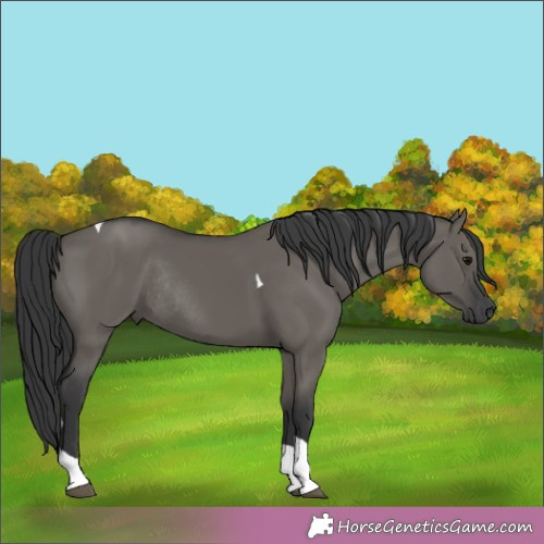 Horse Color:Grullo Tobiano Rabicano 