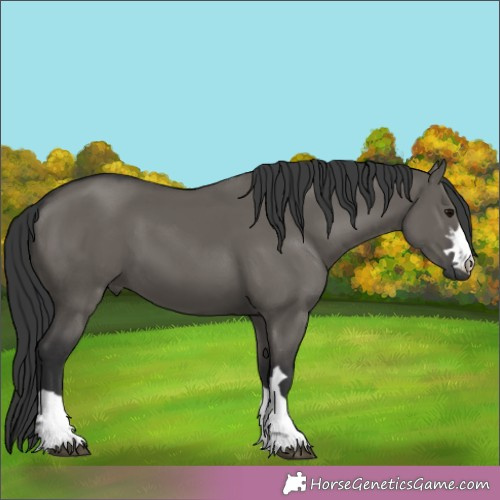 Horse Color:Grullo 