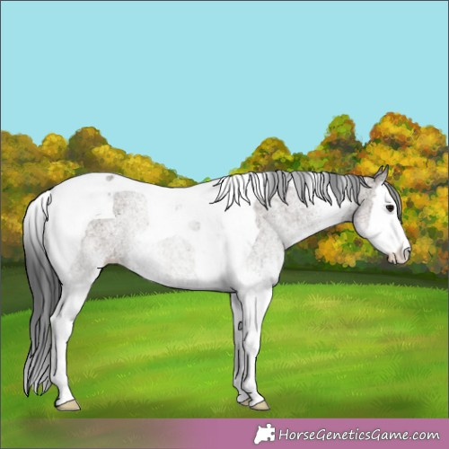 Horse Color:White Spotted Grullo Splash Tobiano Rabicano 