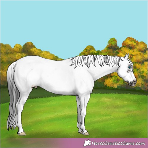 Horse Color:White Spotted Grullo Splash Tobiano Frame 