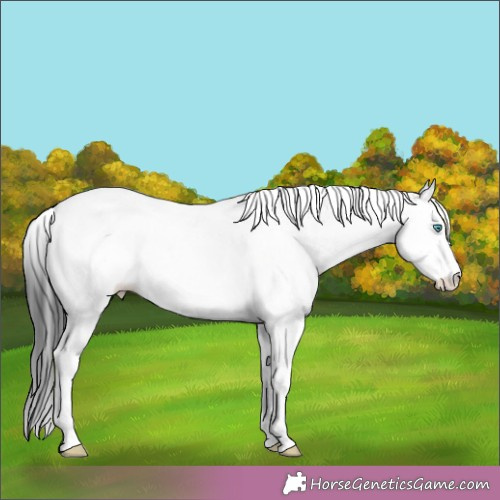 Horse Color:White Spotted Grullo Splash Tobiano 
