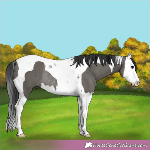 Horse Color:Grullo Splash Tobiano Rabicano 