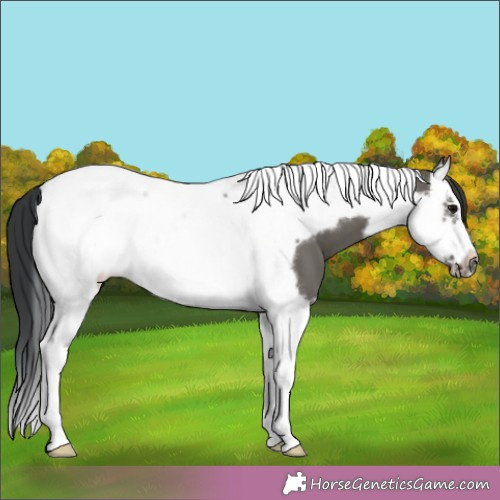 Horse Color:Grullo Splash Tobiano Frame 