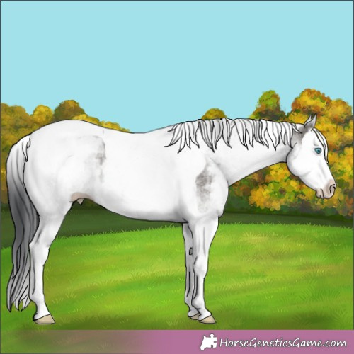 Horse Color:White Spotted Grullo Splash Tobiano 