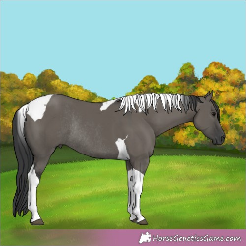Horse Color:Grullo Tobiano Rabicano 