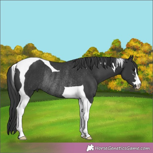 Horse Color:Black Tobiano Rabicano 