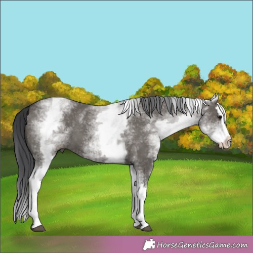Horse Color:White Spotted Grullo Splash 