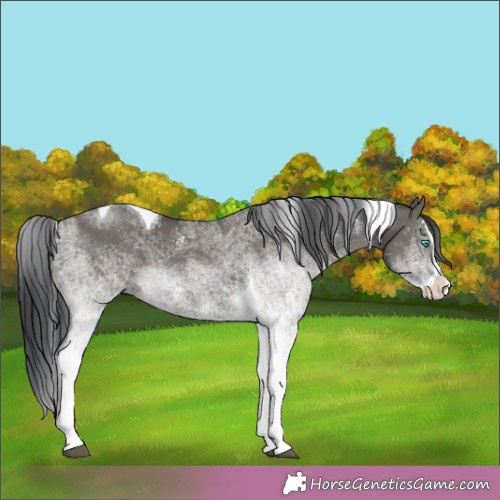 Horse Color:White Spotted Grullo Splash Tobiano Rabicano 