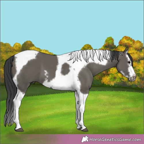 Horse Color:Grullo Splash Tobiano Frame 