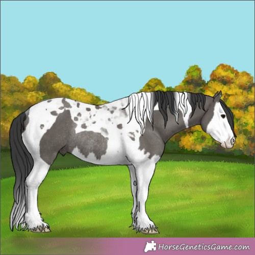 Horse Color:Grullo Splash Tobiano Rabicano 