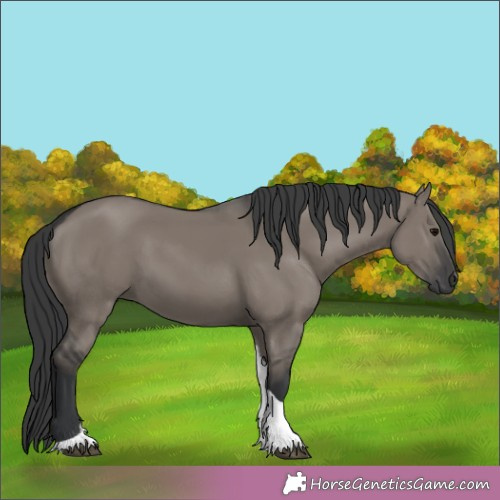 Horse Color:Grullo Tobiano Rabicano 