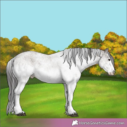 Horse Color:White Spotted Smoky Grullo Rabicano 