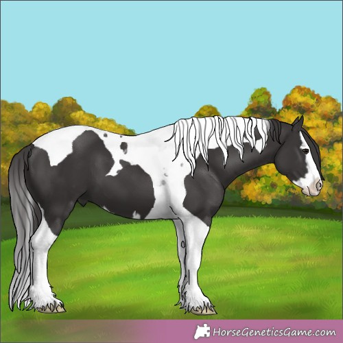 Horse Color:Smoky Black Splash Tobiano 