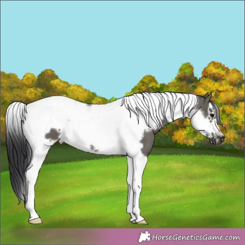Horse Color:Grullo Tobiano Frame 