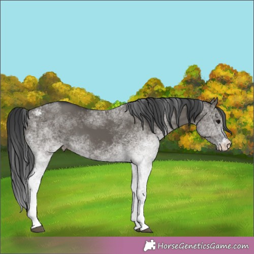 Horse Color:White Spotted Grullo Rabicano 