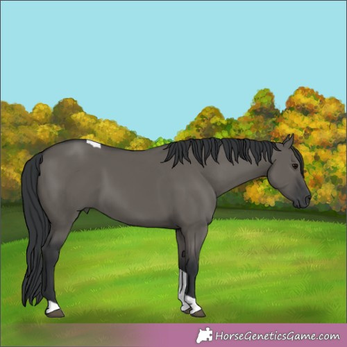 Horse Color:Grullo Tobiano Rabicano 