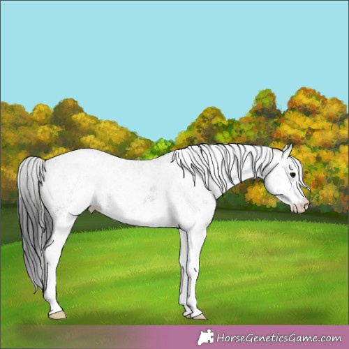 Horse Color:White Spotted Grullo Rabicano 