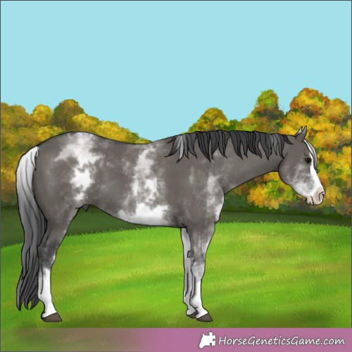 Horse Color:White Spotted Grullo Splash 