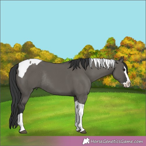 Horse Color:Grullo Splash Tobiano Rabicano 