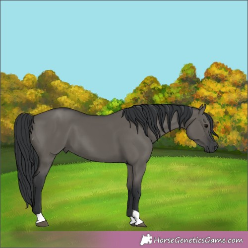 Horse Color:Grullo Tobiano 