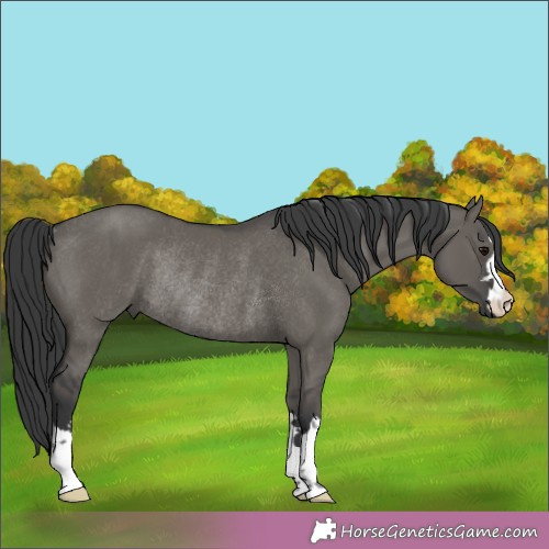 Horse Color:Grullo Rabicano 