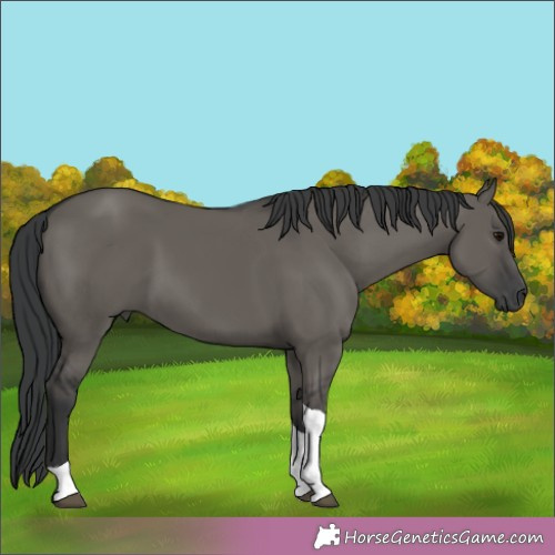 Horse Color:Grullo Tobiano 