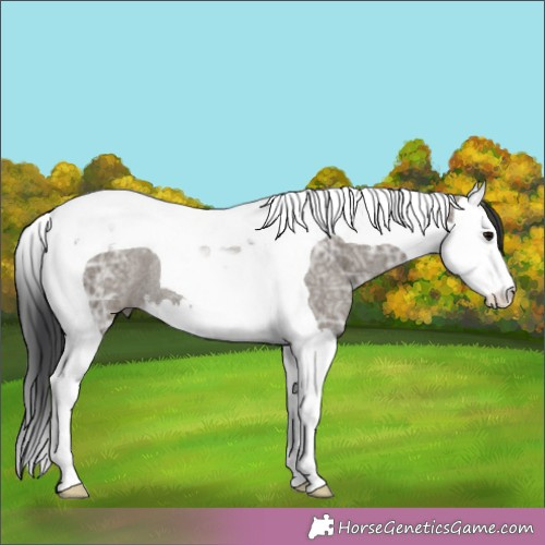 Horse Color:Grullo Ice Splash Tobiano Rabicano 