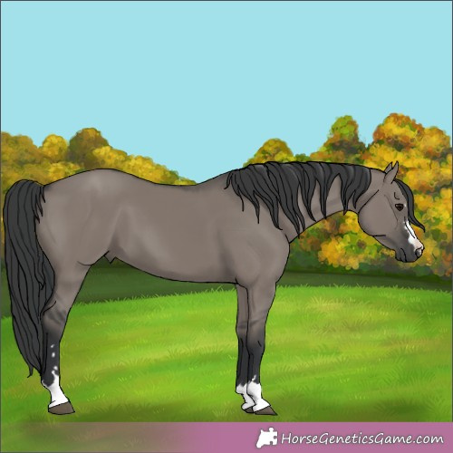 Horse Color:Grullo 