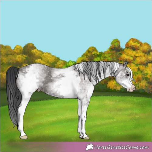 Horse Color:White Spotted Grullo 
