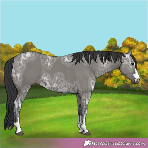 Horse Color:Grullo Ice Rabicano 