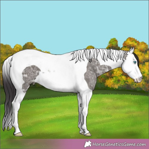 Horse Color:Smoky Grullo Ice Splash Tobiano 