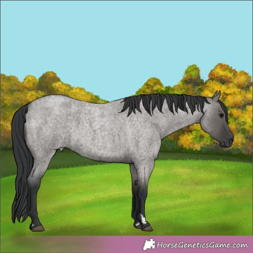 Horse Color:Grullo Roan 