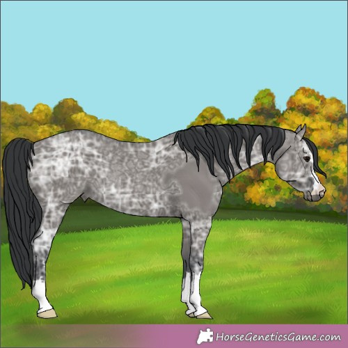 Horse Color:Grullo Ice Rabicano 
