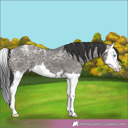 Horse Color:Grullo Ice Splash 