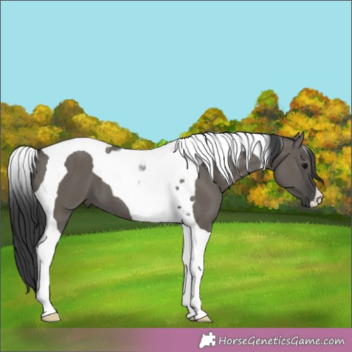 Horse Color:Grullo Tobiano 