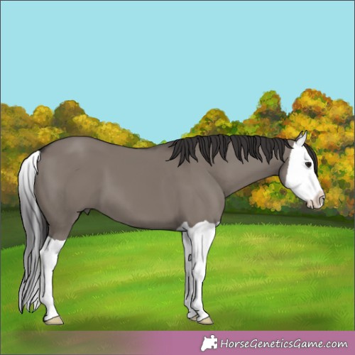 Horse Color:Smoky Grullo Splash 