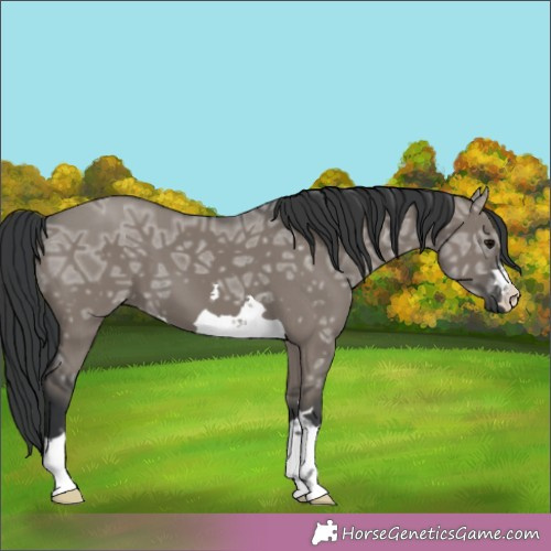 Horse Color:Grullo Ice 