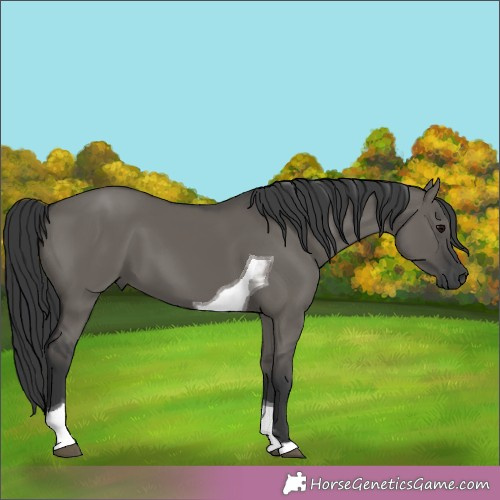 Horse Color:Grullo Tobiano 
