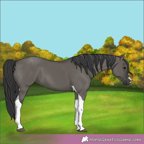 Horse Color:Grullo Tobiano 