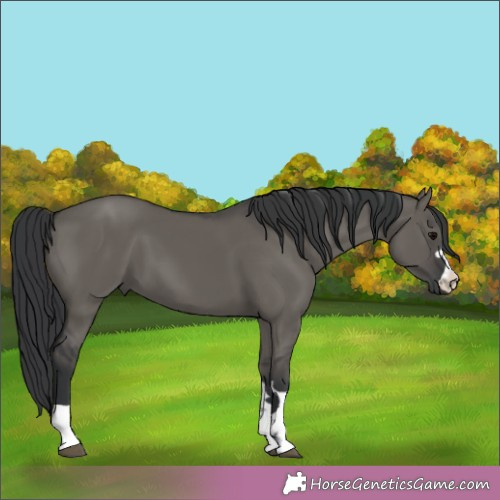 Horse Color:Grullo 