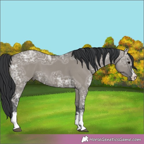 Horse Color:Grullo Ice 
